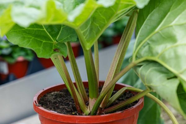 Rhubarb 'Victoria' 2 Gallon