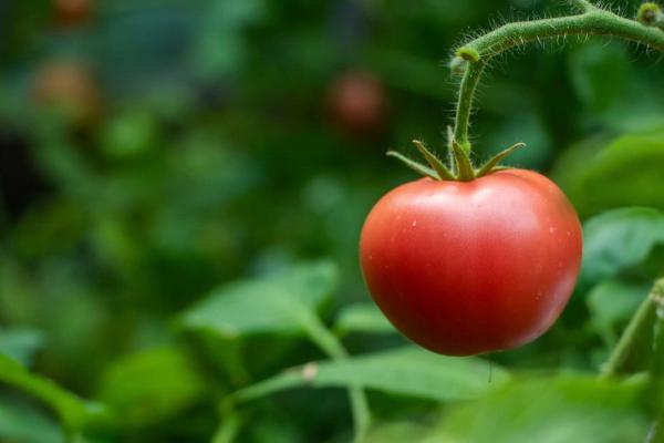 Tomato 'Early Girl' Grafted 12" with cage