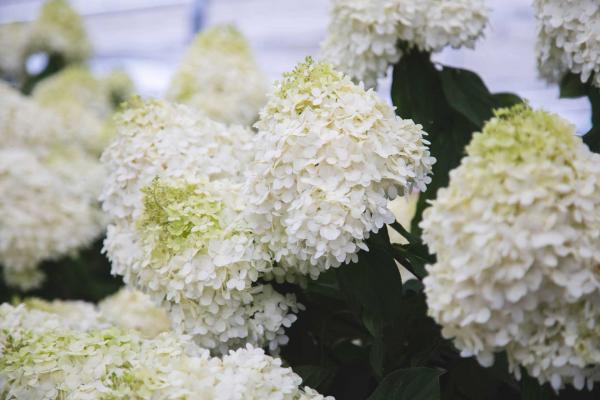 Panicle Hydrangea 'Limelight' 10 Gallon