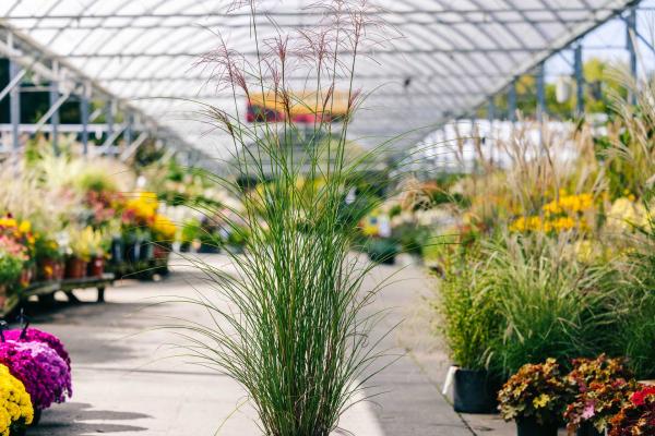 Maiden Grass 'Gracillimus' 1 Gallon