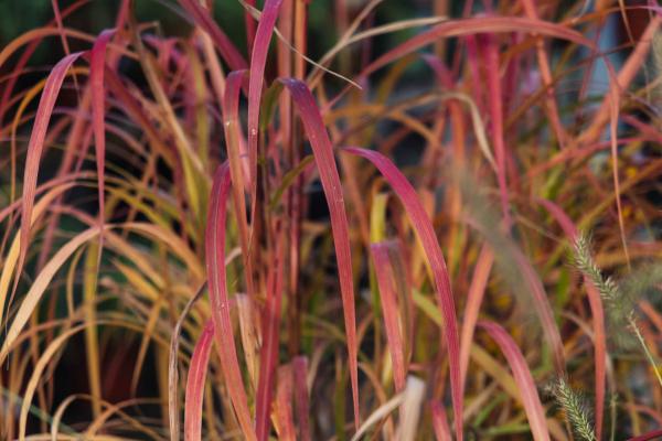 Maiden Grass 'Purparescens' 1 Gallon