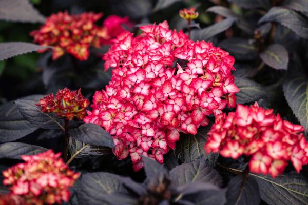 Mophead Hydrangea Eclipse&reg; 3 Gallon