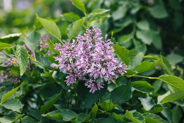 Lilac Little Lady&trade; 3 Gallon