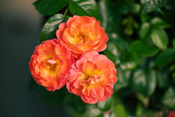 Shrub Rose Knock Out&reg; Orange Glow&trade; 3 Gallon