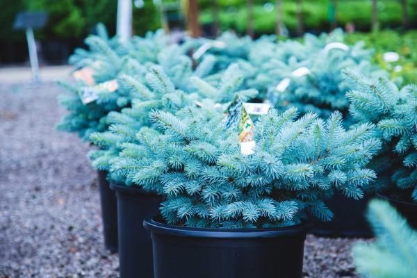 Blue Globe Spruce 3 Gallon