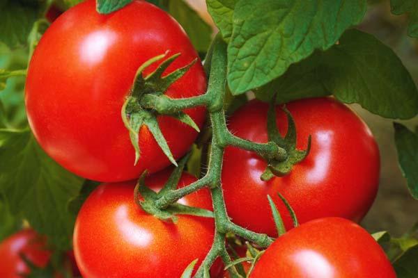 Tomato 'Early Girl' 1 Gallon