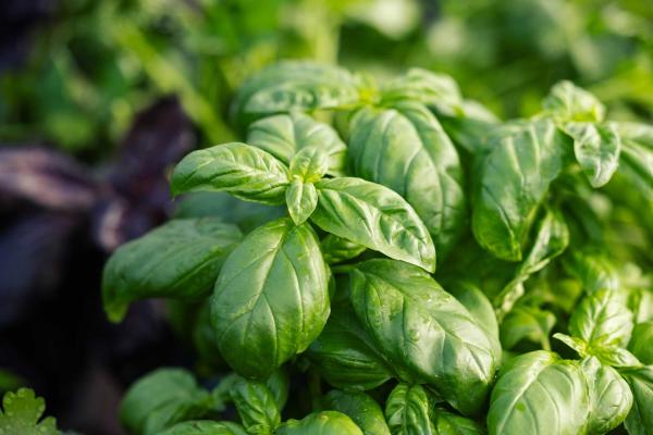 Basil 'Genovese' 10 Inch