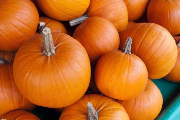 Pumpkin 'Lumina' 3.5 inch
