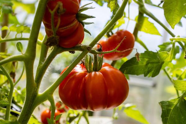 Tomato 'Giant Belgium' 12" w/ Cage