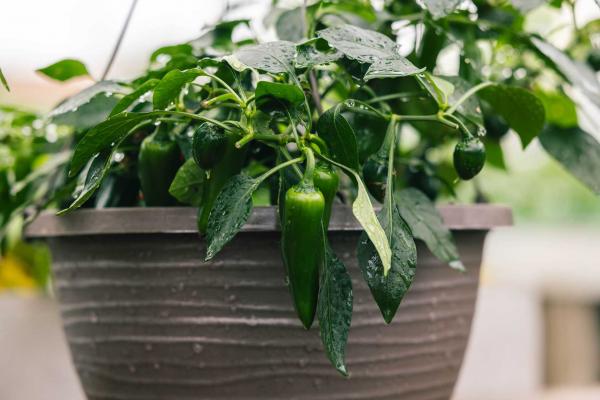 Pepper 'Pot-a-peno' 12" Hanging Basket