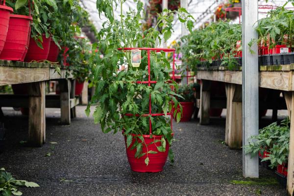 Grafted Tomato 'Amish Paste' 12" w/ Cage