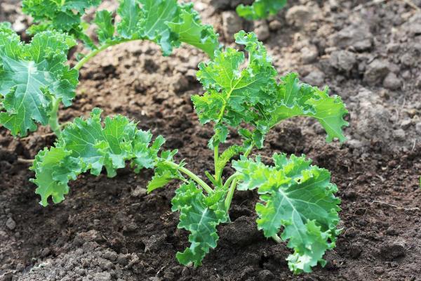 Kale 'Siberian Dwarf' 3.5 inch