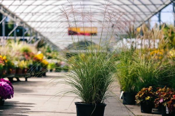 Maiden Grass 'Morning Light' 1 Gallon