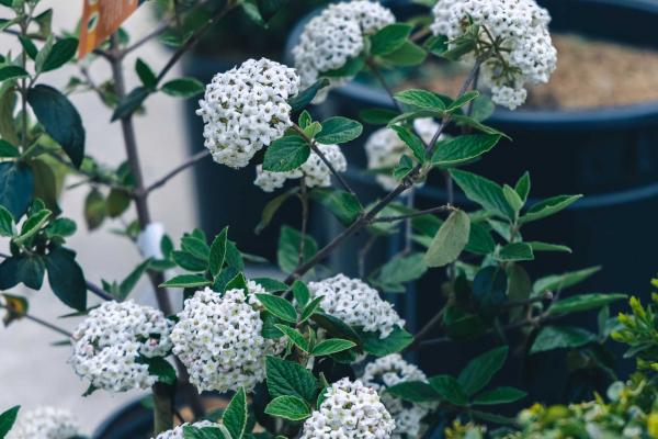 Burkwood Viburnum 'Mohawk' 7 Gallon