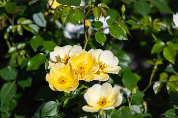 Shrub Rose Knock Out&reg; Easy Bee-zy&trade; 3 Gallon