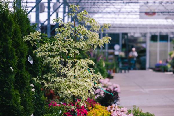 Kousa Dogwood 'Summer Fun' 10 Gallon