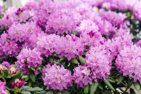 Rhododendron 'English Roseum' 3 Gallon