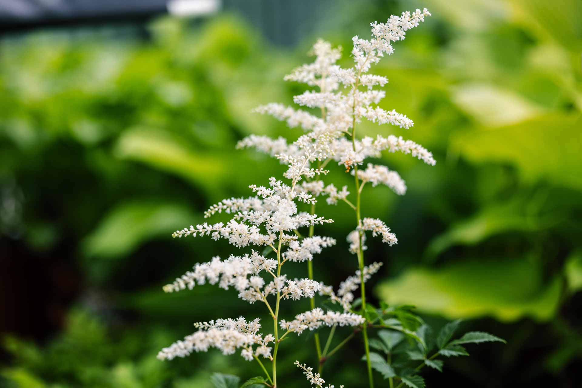 Astilbe 'Deutschland' 2 Gallon