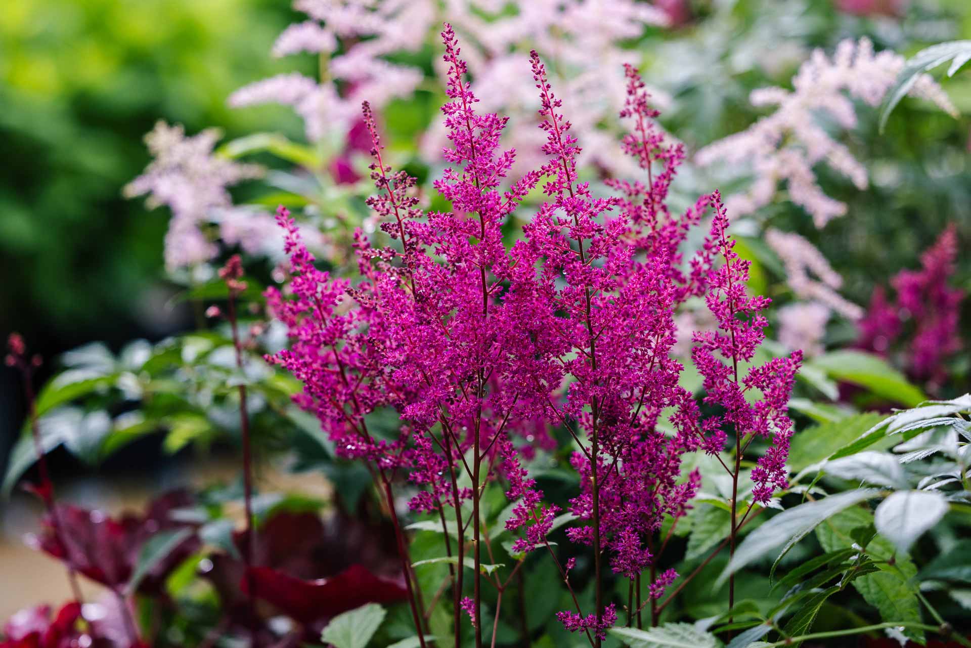 Astilbe 'Elisabeth van Veen' 2 Gallon