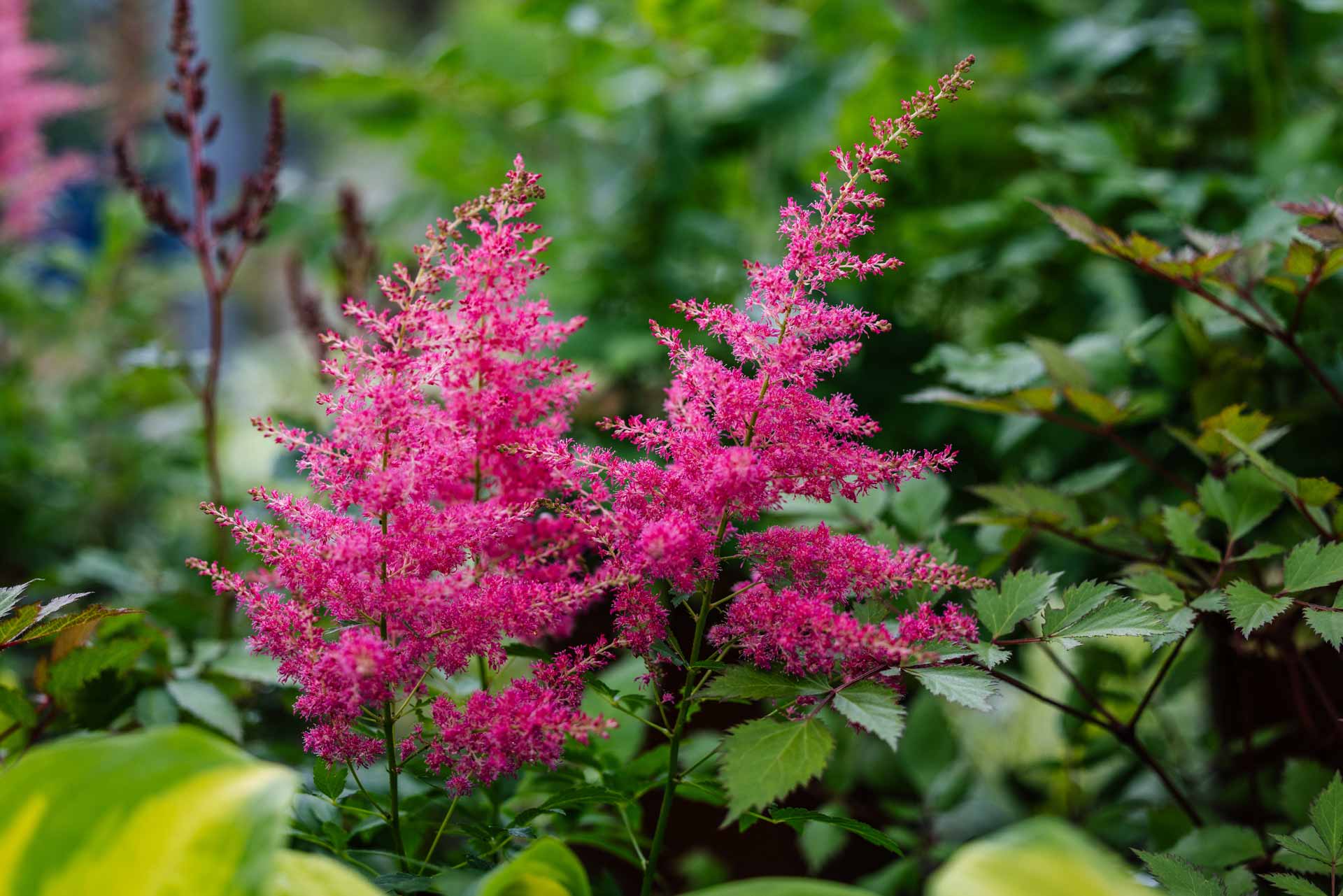 Astilbe Younique&trade; Cerise 2 Gallon