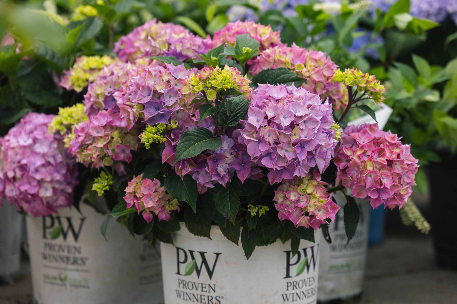 Mophead Hydrangea Let's Dance Lovable&reg; 3 Gallon