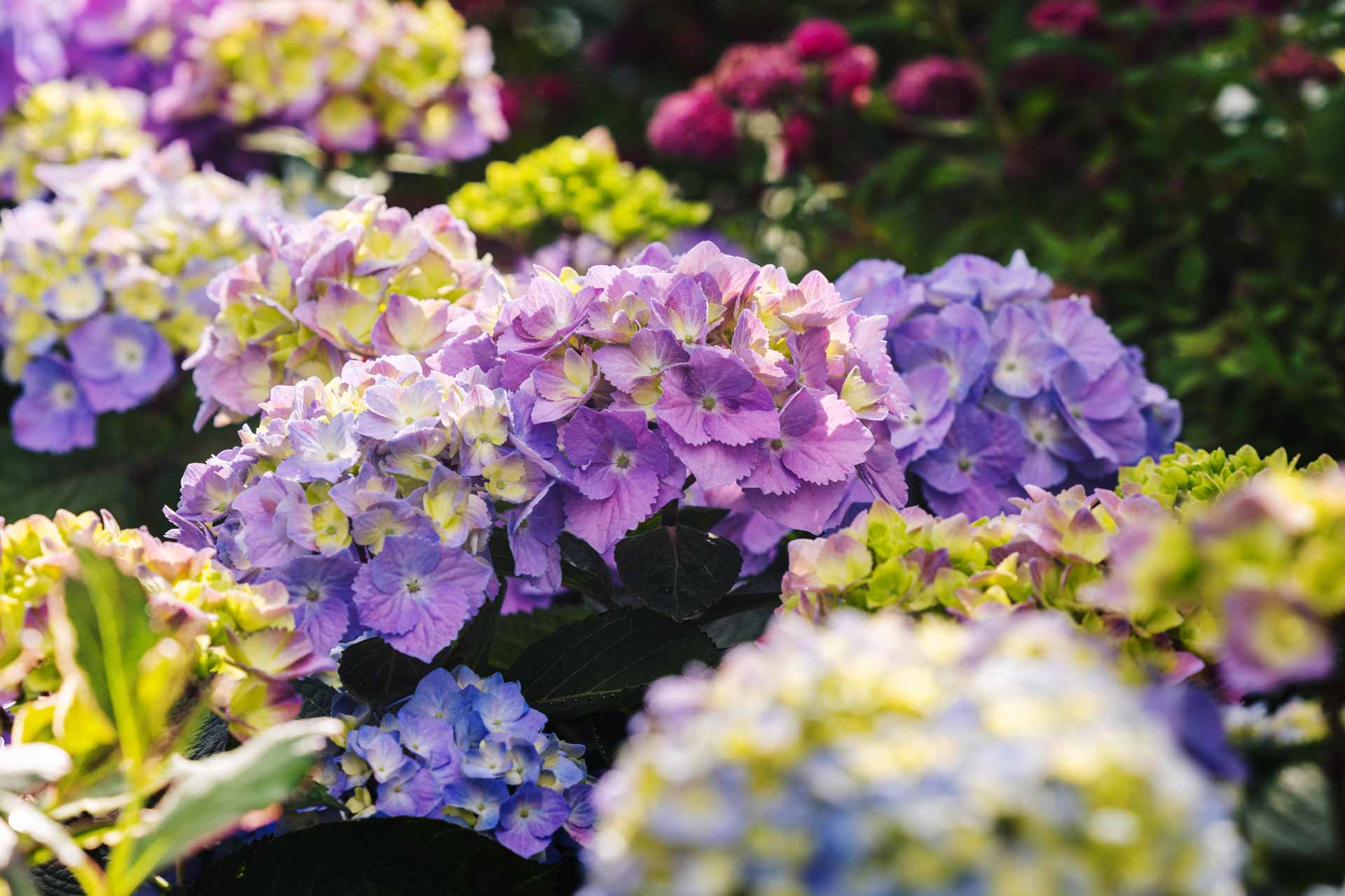 Mophead Hydrangea Let's Dance Sky View&reg; 3 Gallon