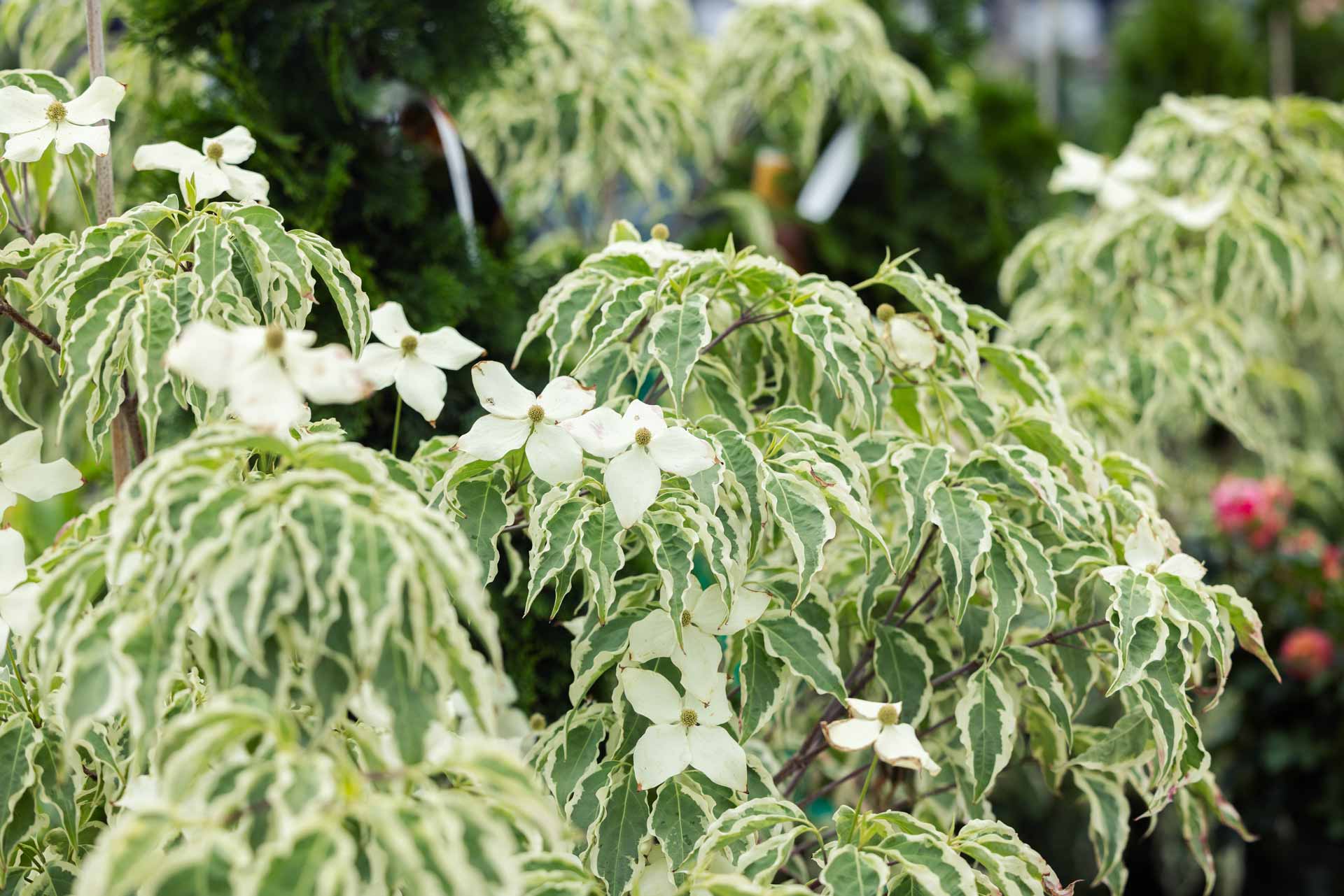 Kousa Dogwood 'Wolf Eyes' 10 Gallon