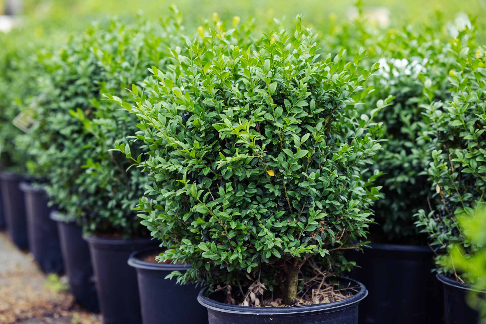 Boxwood 'Arctic Emerald' 5 Gallon