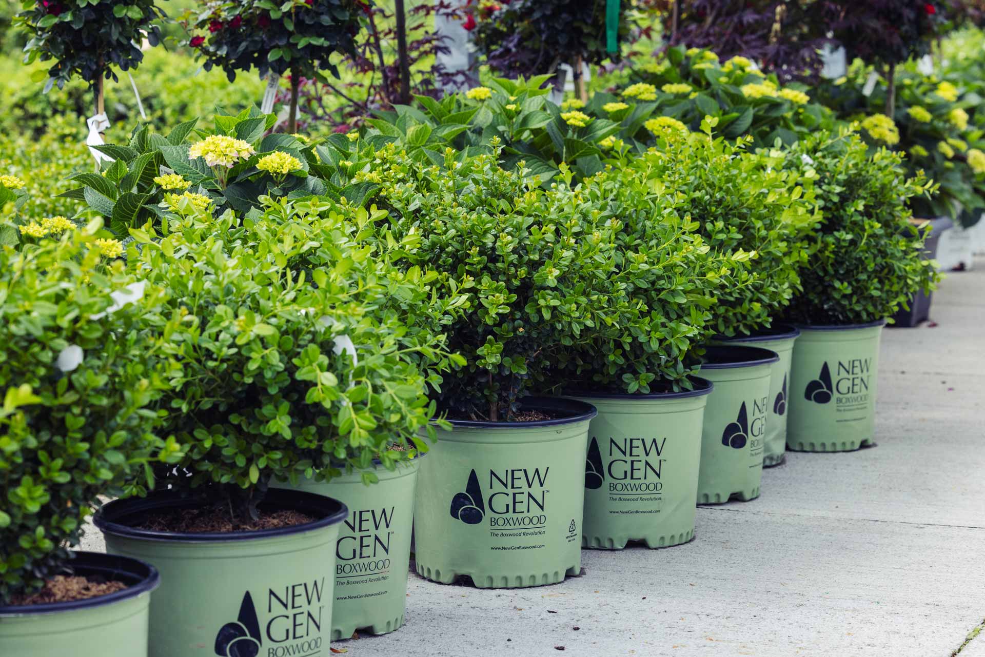 Boxwood NewGen Independence&reg; 3 Gallon