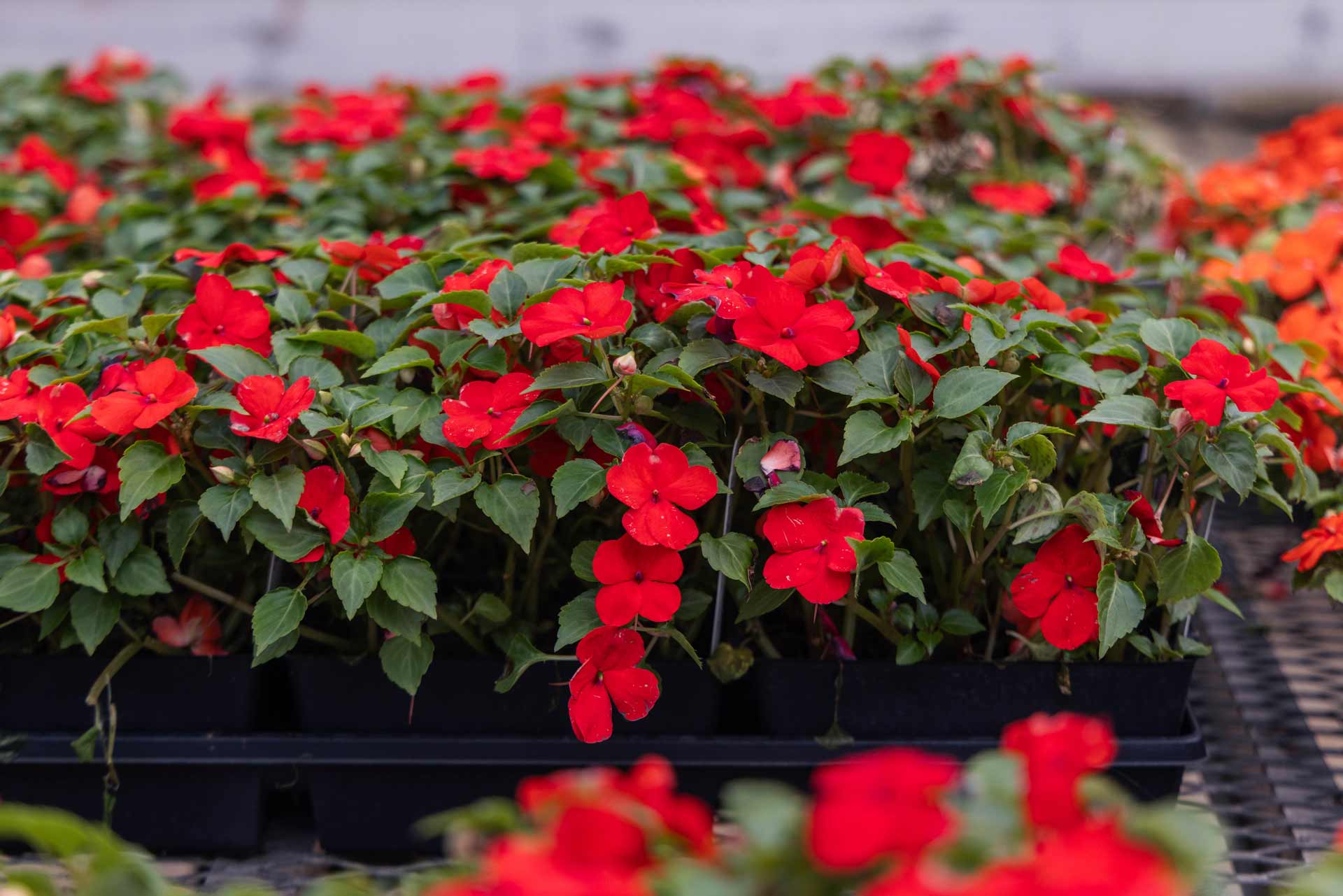 Impatiens Beacon&reg; 'Bright Red' 4"