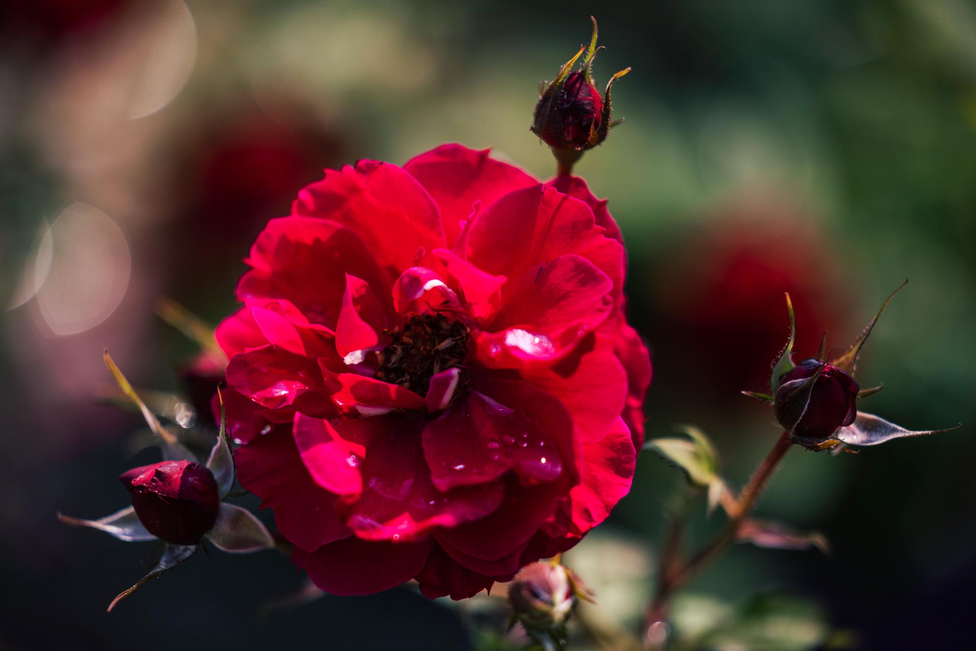 Climbing Rose Ramblin Red&reg; 3 Gallon