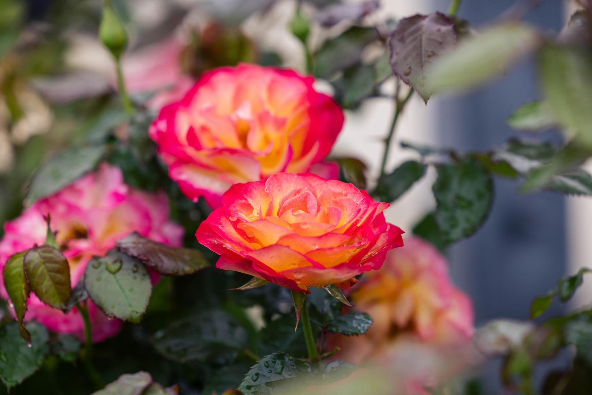 Floribunda Rose 'True Sincerity' 3 Gallon