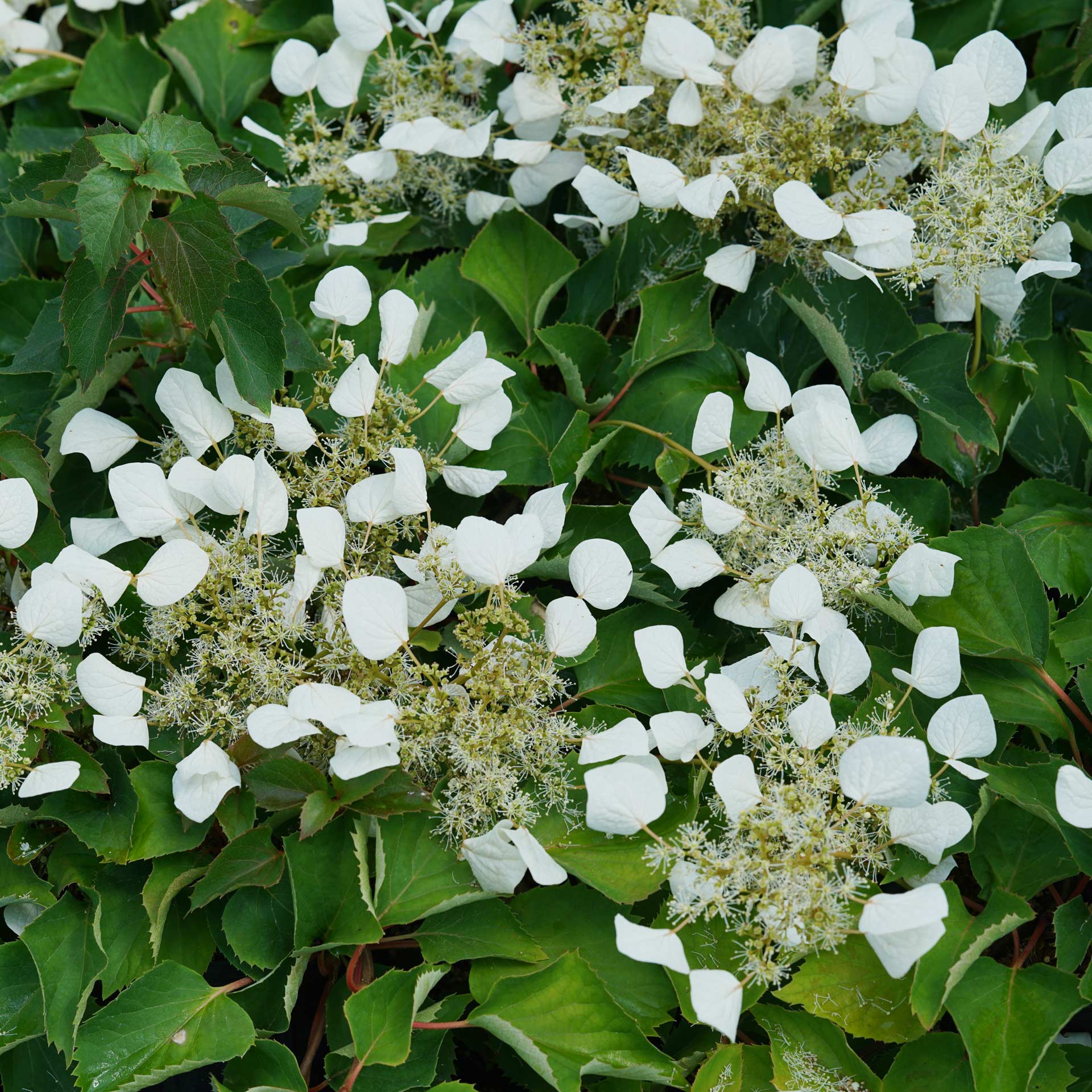 False Hydrangea Vine Flirty Girl&trade; 3 Gallon