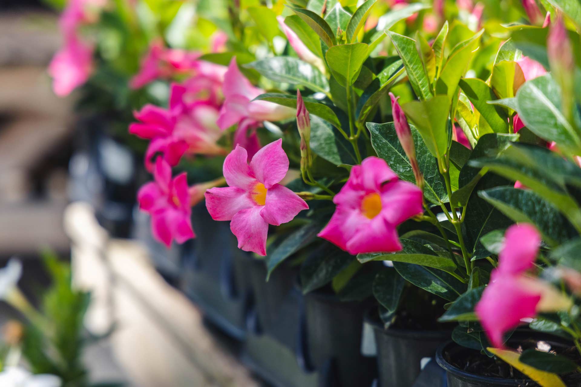 Dipladenia Pink Quart