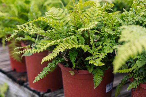 Tassel Fern 1 Gallon