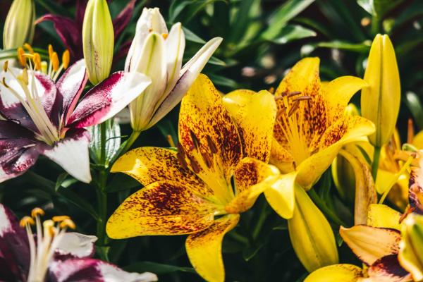 Asiatic Lily Looks 'Tiny Nugget' 2 Gallon