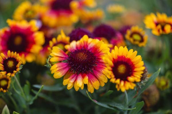Blanket Flower SpinTop&trade; Red Starburst 2 Gallon