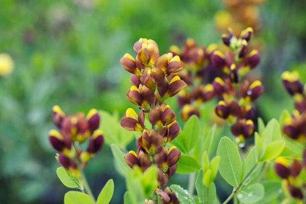False Indigo 'Honey Roasted' 1 Gallon