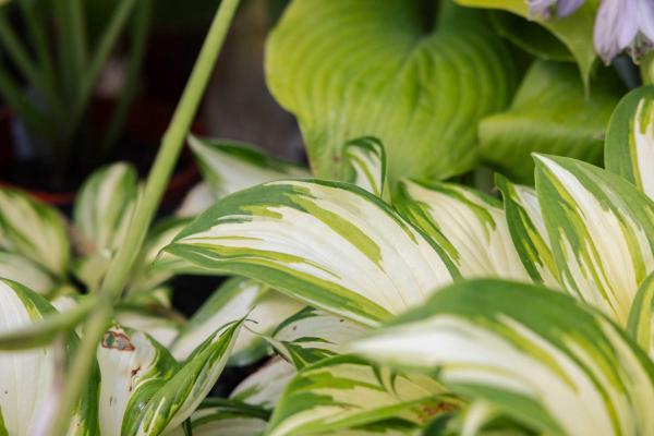 Hosta Shadowland&reg; 'Miss America' 1 Gallon