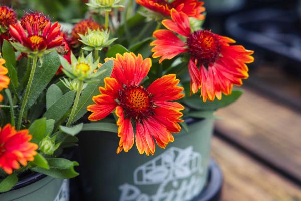 Blanket Flower SpinTop&trade; Red 2 Gallon