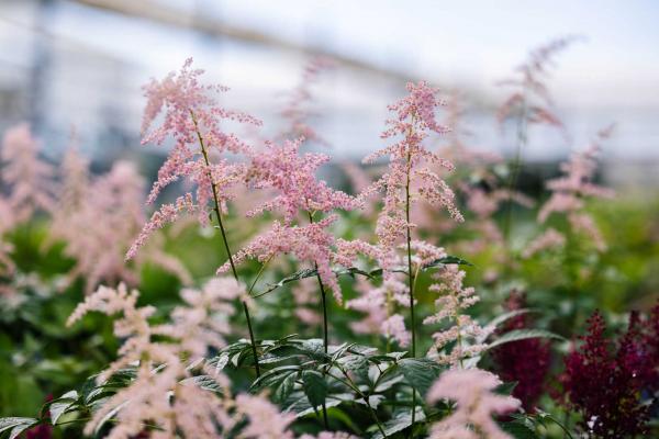 Astilbe 'Fireworks Pink' 2 Gallon