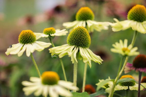 Coneflower Prairie Blaze&trade; Green 1 Gallon