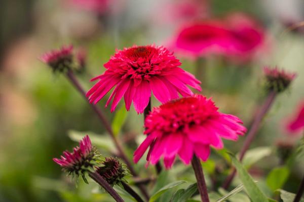 Coneflower Double Scoop&trade; Watermelon Deluxe 1 Gallon