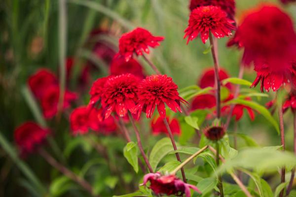 Coneflower Double Scoop&trade; Raspberry Deluxe 2 Gallon