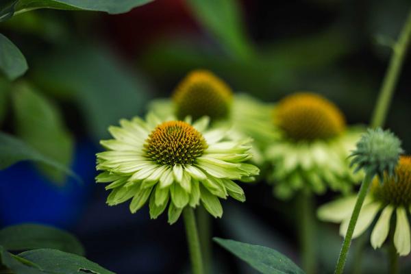 Coneflower SunSeekers&reg; Apple Green 1 Gallon