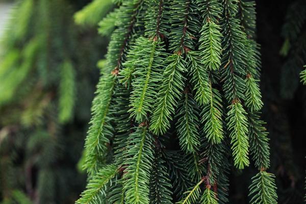 Weeping White Spruce 7 Gallon