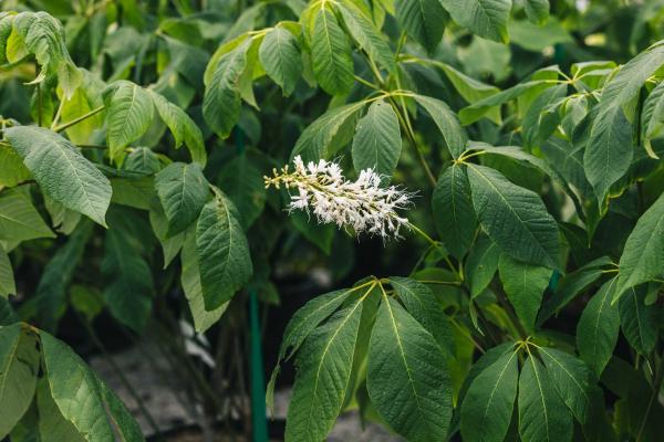 Bottlebrush Buckeye 10 Gallon