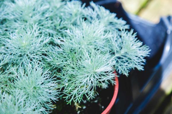 Wormwood 'Silver Mound' 2 Gallon