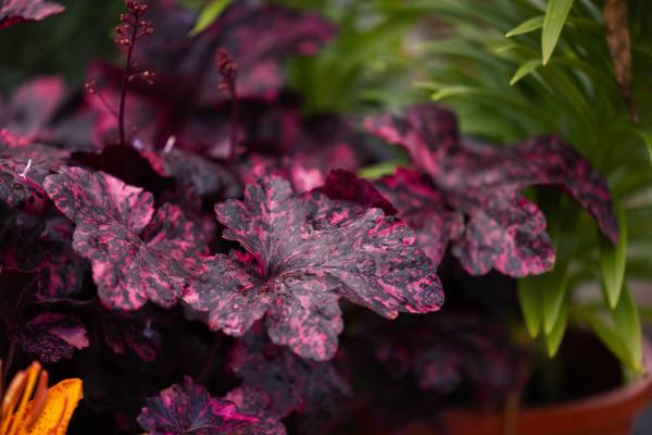 Coral Bells 'Midnight Rose' 2 Gallon