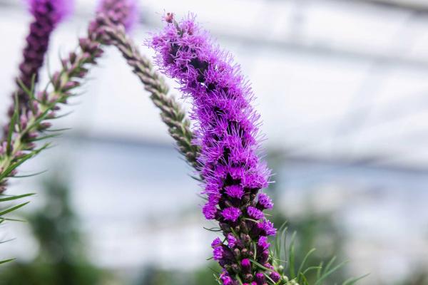 Blazing Star 'Floristan Violet' 2 Gallon